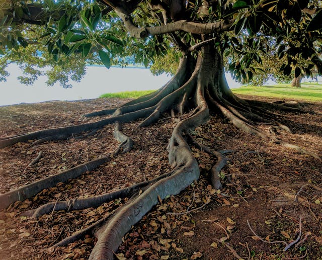 Building Resilience. Image by Danel Watson on Unsplash